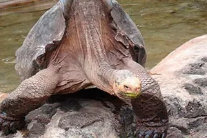 Galapagos cruise & hopping tours